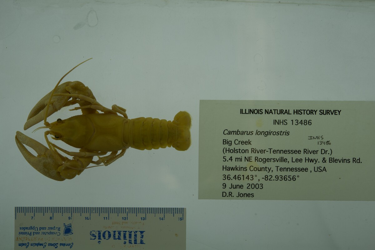 Cambarus longirostris image